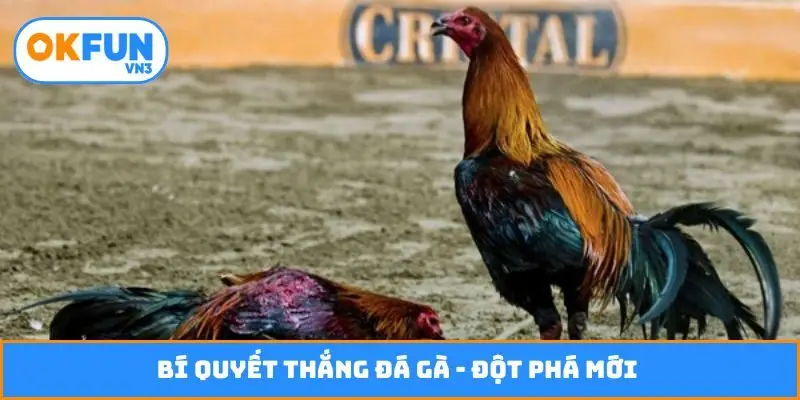 Bí quyết thắng đá gà