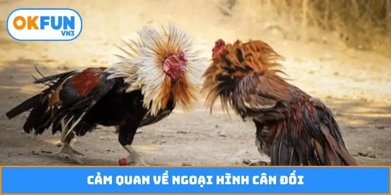 Cảm quan về ngoại hình cân đối
