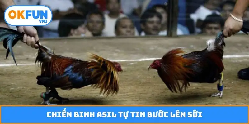 Chiến binh Asil tự tin bước lên sới