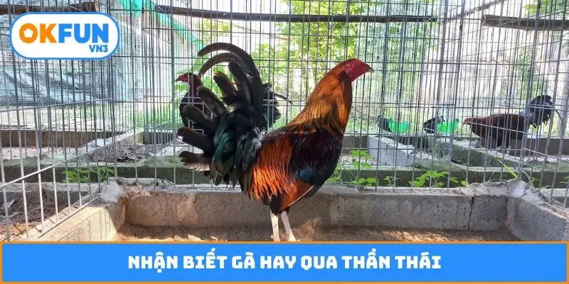 Nhận biết gà hay qua thần thái