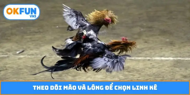 Theo dõi mào và lông để chọn linh kê