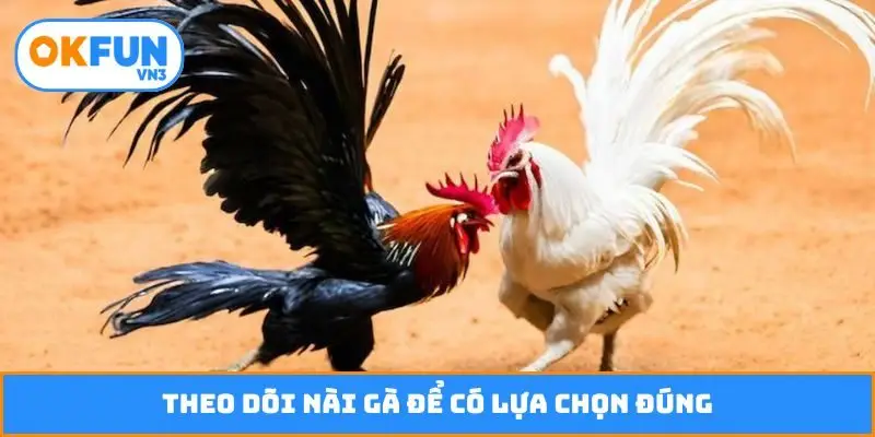 Theo dõi nài gà để có lựa chọn đúng